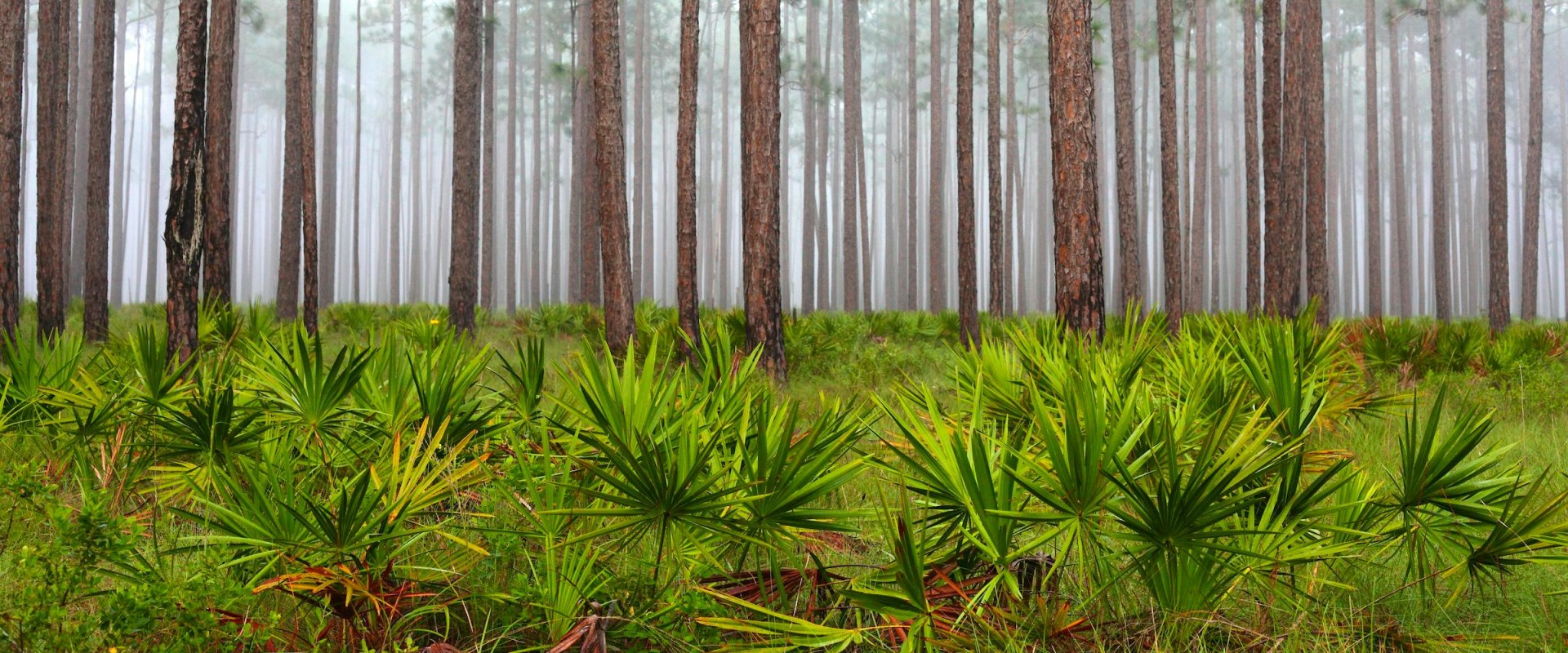 Advocating for a Better Northwest Florida