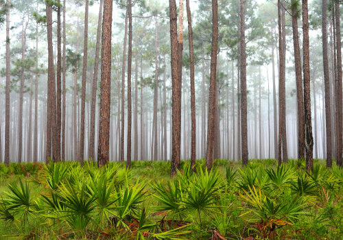 Advocating for a Better Northwest Florida